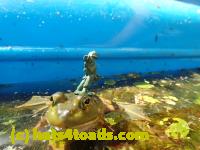 /home//u458753944/public_html/sourcegallery////Frogs/Bullfrogs 2016-08 Ontario/P8081407.JPG